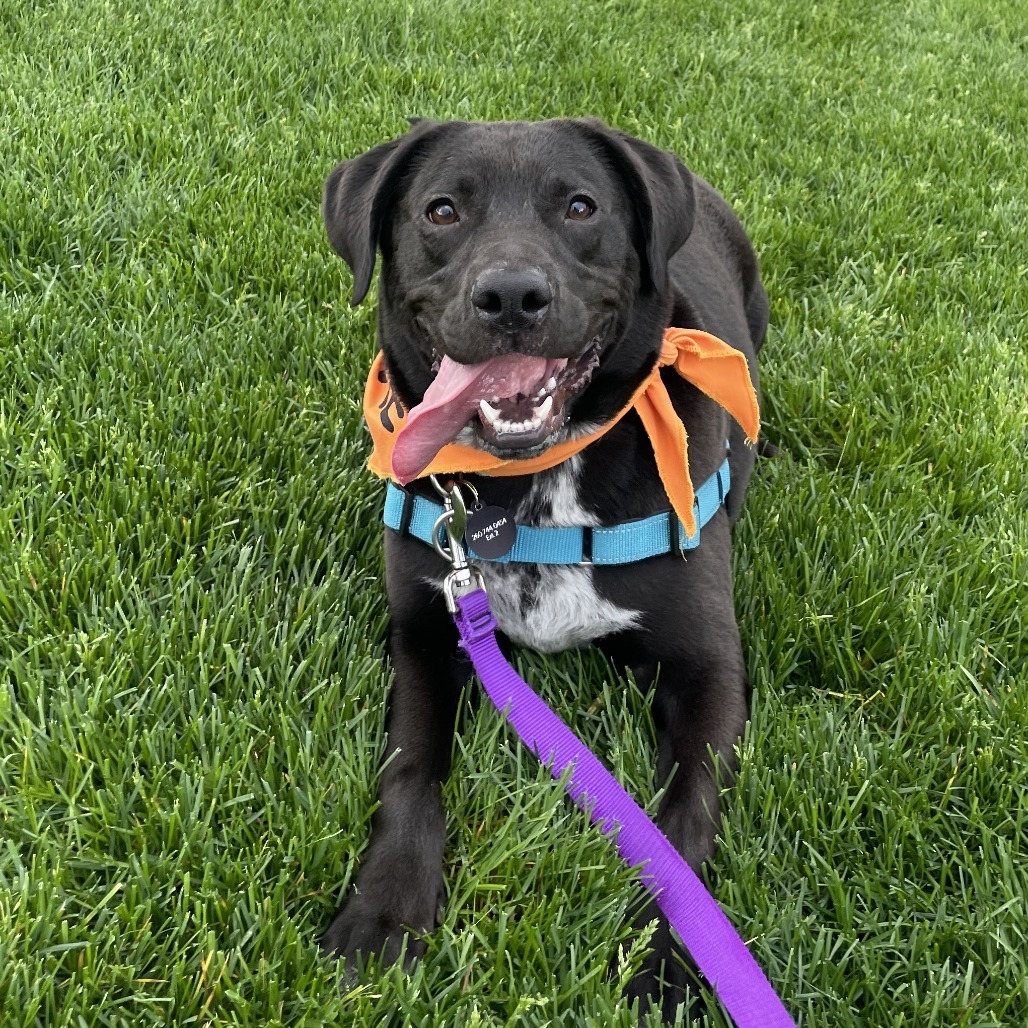 Scout