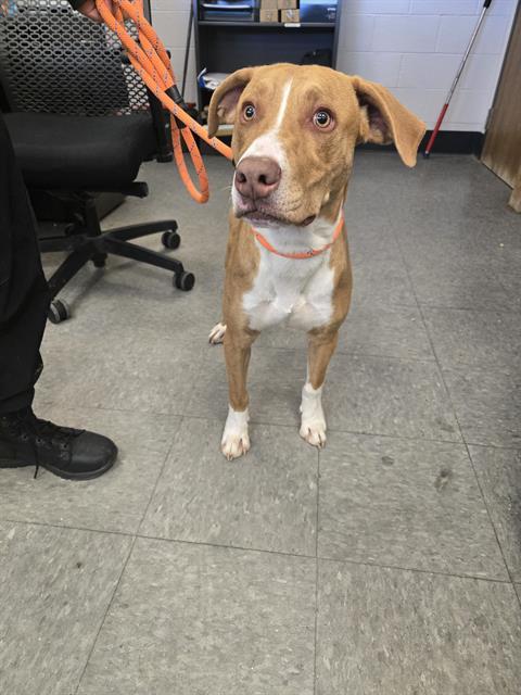 BRUCE, an adoptable Weimaraner, Mixed Breed in Casper, WY, 82601 | Photo Image 1