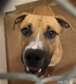 BUSTER, Young Male Pit Bull Terrier
