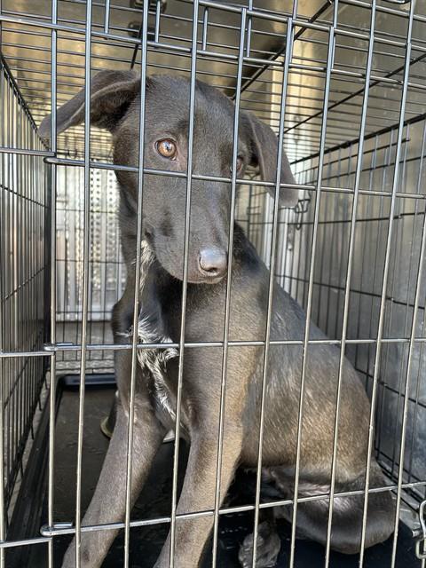 RAVEN, an adoptable Australian Kelpie, Mixed Breed in Casper, WY, 82601 | Photo Image 1