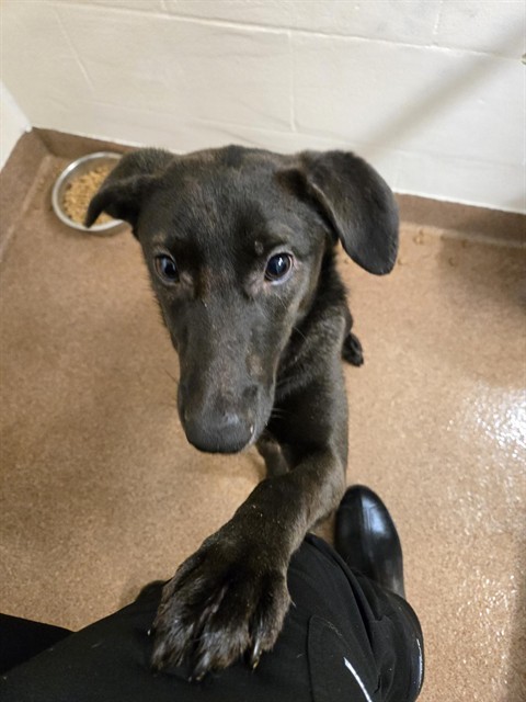 RAVEN, an adoptable Australian Kelpie, Mixed Breed in Casper, WY, 82601 | Photo Image 1