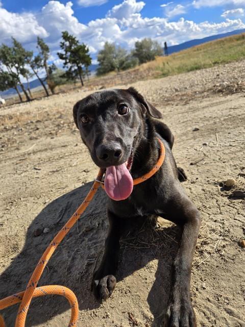 RAVEN, an adoptable Australian Kelpie, Mixed Breed in Casper, WY, 82601 | Photo Image 1