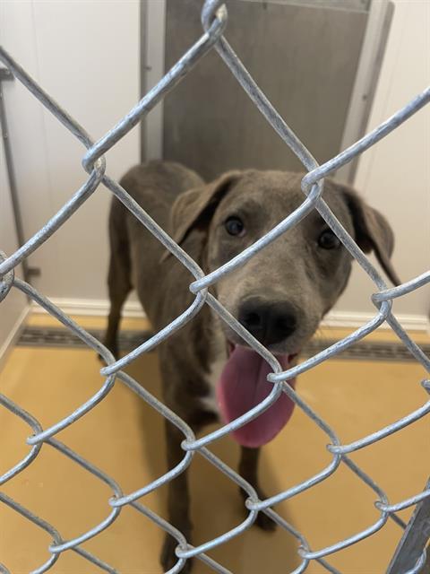 LUCY, an adoptable Labrador Retriever in Casper, WY, 82601 | Photo Image 1