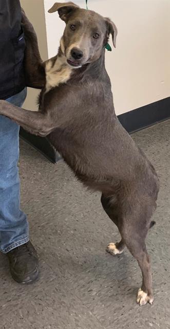 LUKE, an adoptable Weimaraner, Mixed Breed in Casper, WY, 82601 | Photo Image 1