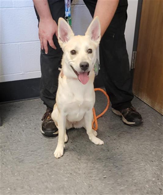 LADY, an adoptable Siberian Husky in Casper, WY, 82601 | Photo Image 1