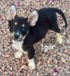 Igor
