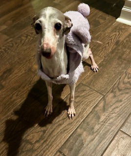 Adele D6043, Adult Female Italian Greyhound