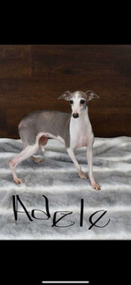 Adele D thumbnail 2