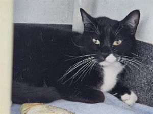 POOKIE, Young Male unknown