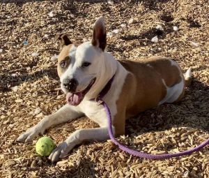 JASMINE, Adult Female Pit Bull Terrier