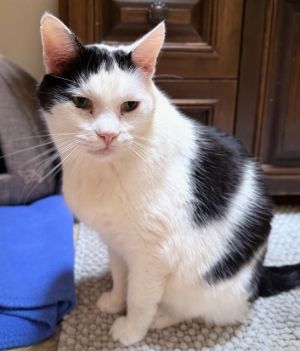 FREEDOM, Senior Male Domestic Short Hair
