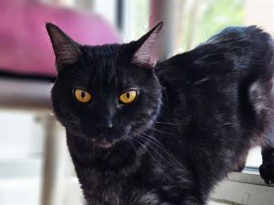 MIDNIGHT, Adult Female unknown