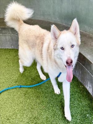 COCO, Adult Female Siberian Husky