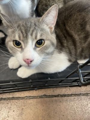 HARLEY, Young Male Domestic Short Hair
