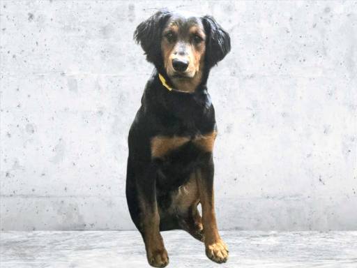 GOOD BOY, an adoptable Hovawart, Mixed Breed in Van Nuys, CA, 91405 | Photo Image 1