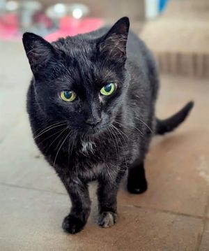 LOLA, Adult Female Domestic Short Hair