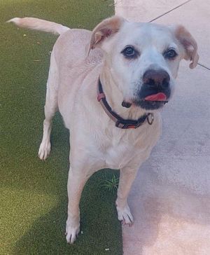 SUMMER Labrador Retriever Dog