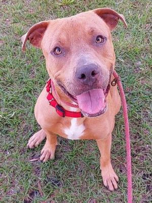 TOAST American Staffordshire Terrier Dog