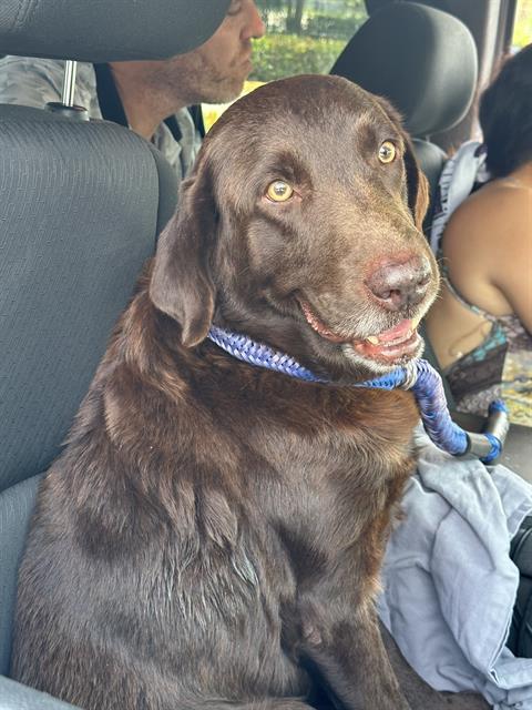 GUNNER