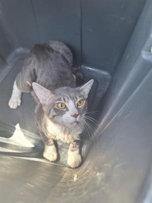 ROCKY Domestic Short Hair Cat