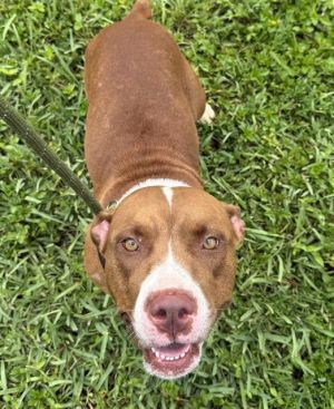 PRINCESS American Staffordshire Terrier Dog