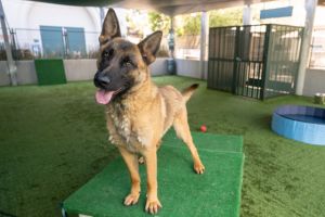ASAP, Young Male Belgian Shepherd / Malinois