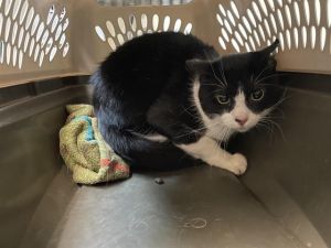 ROBERT, Adult Male Domestic Short Hair