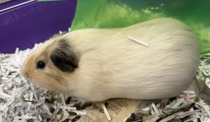 BOB, Senior Male Guinea Pig