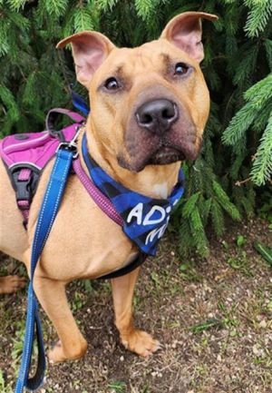 KRIS, Adult Male Pit Bull Terrier