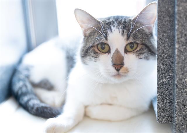 JACKPOT, an adoptable Domestic Short Hair in Colorado Springs, CO, 80905 | Photo Image 1