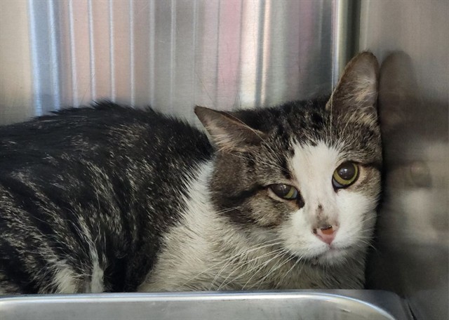MUNCHY, an adoptable Domestic Short Hair in Colorado Springs, CO, 80905 | Photo Image 1