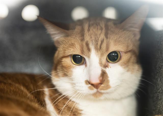 TURTLE, an adoptable Domestic Short Hair in Colorado Springs, CO, 80905 | Photo Image 1