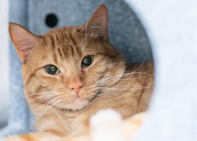 STONEY, an adoptable Domestic Short Hair in Colorado Springs, CO, 80905 | Photo Image 1
