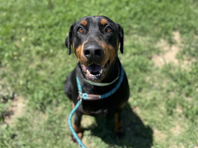 RUFUS
