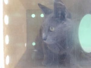 ROYAL Russian Blue Cat