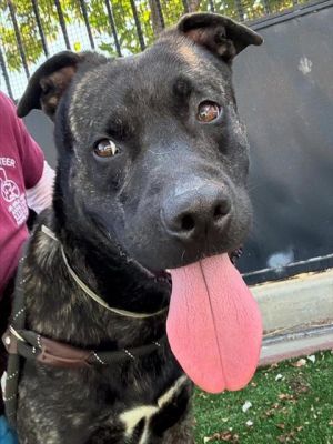 APOLLO, Adult Male Pit Bull Terrier