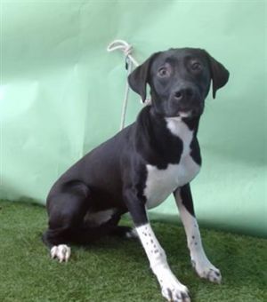LOKI, Young Male Labrador Retriever