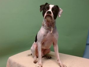 OCTAVIO Beagle Dog
