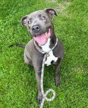 BRUNO, Young Male Pit Bull Terrier