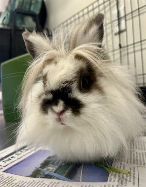BROWNIE Bunny Rabbit Rabbit