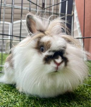BROWNIE Bunny Rabbit Rabbit