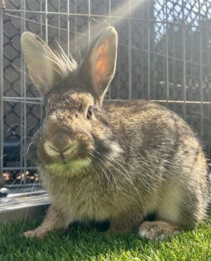 Jackie is here and ready to win your heart This little brown bun boy has adorable floofs and a ton