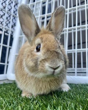 Meet Mack a petite brown bun boy who packs lots of cuteness in his little self He was found abando