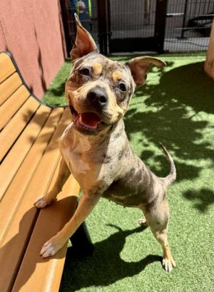 Need a splash of fun in your life You must meet Cinna This vivacious girl has looks and charm in