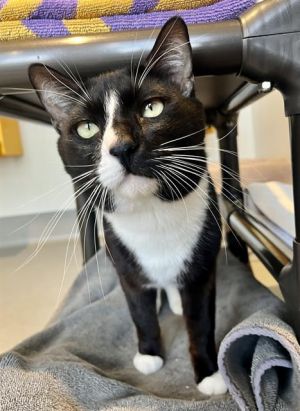 Meet Smoke  Noob a gorgeous pair of feline gents Gray tabby guy Smoke is the more outgoing of the