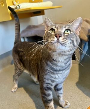 Meet Smoke  Noob a gorgeous pair of feline gents Gray tabby guy Smoke is the more outgoing of the