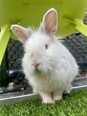 FUZZY Bunny Rabbit Rabbit