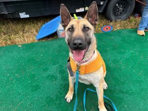 CHARLIE, Young Male Anatolian Shepherd