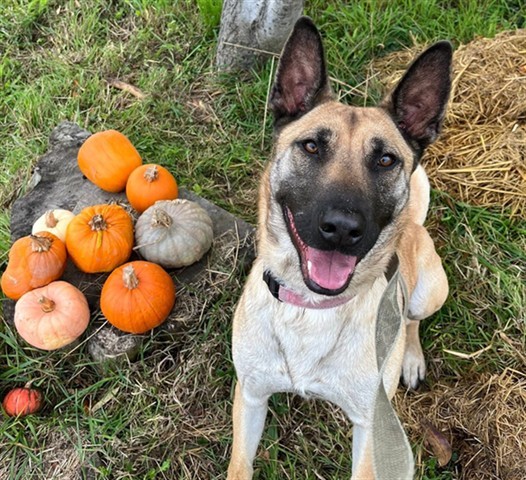 CHARLIE, an adoptable Anatolian Shepherd, Mixed Breed in McKinleyville, CA, 95519 | Photo Image 1