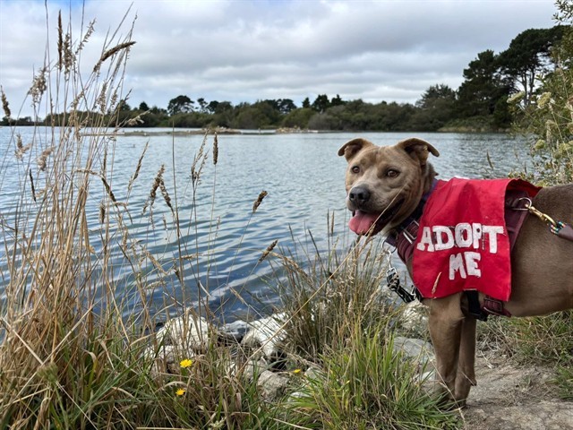 MIG, an adoptable Pit Bull Terrier, Mixed Breed in McKinleyville, CA, 95519 | Photo Image 1